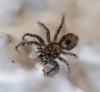 Menemerus taeniatus